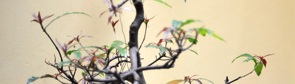 Gather Success Online